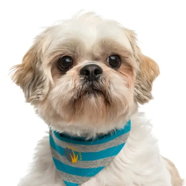 Diet and health for Shih Tzu