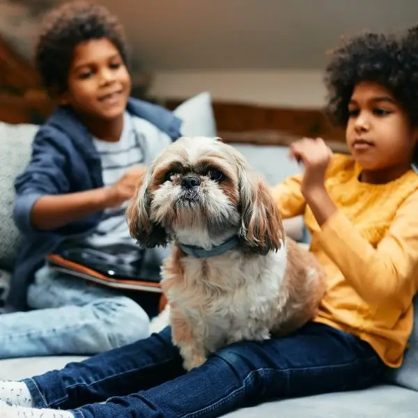 Family dog
