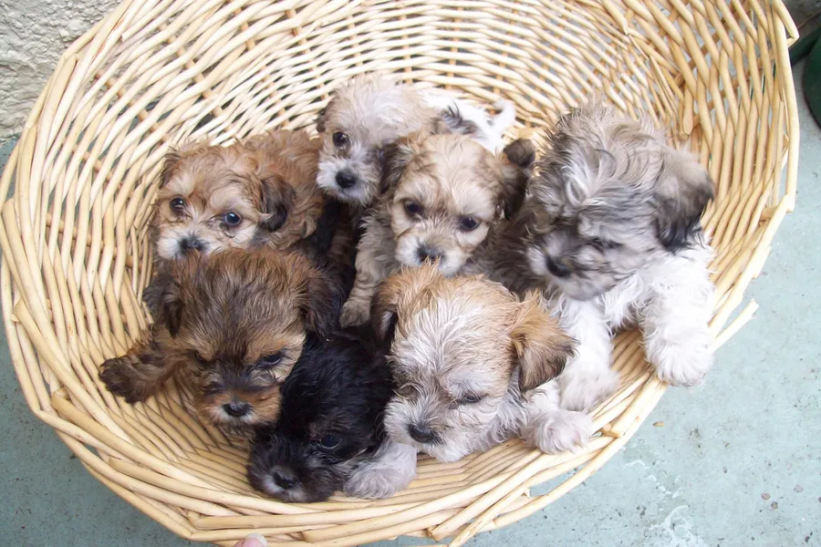 Feature YOUR Shih Tzu!