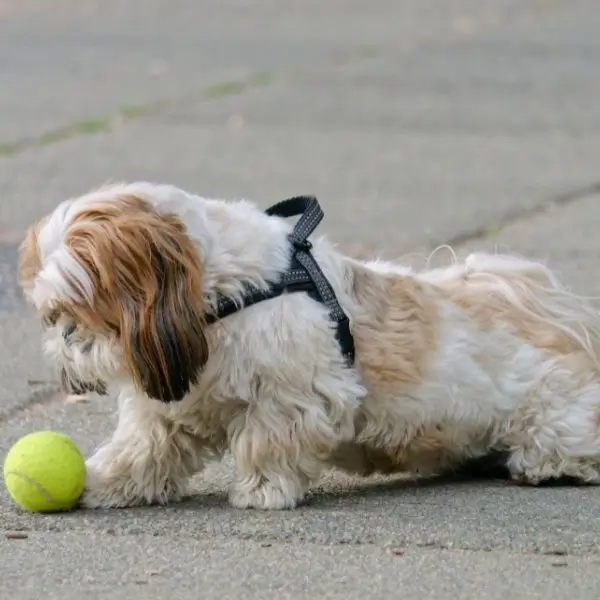 Leash Training