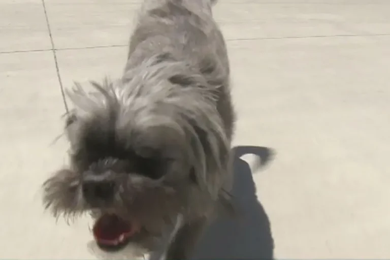 Once abandoned, Murdock the blind shih tzu ready to be adopted