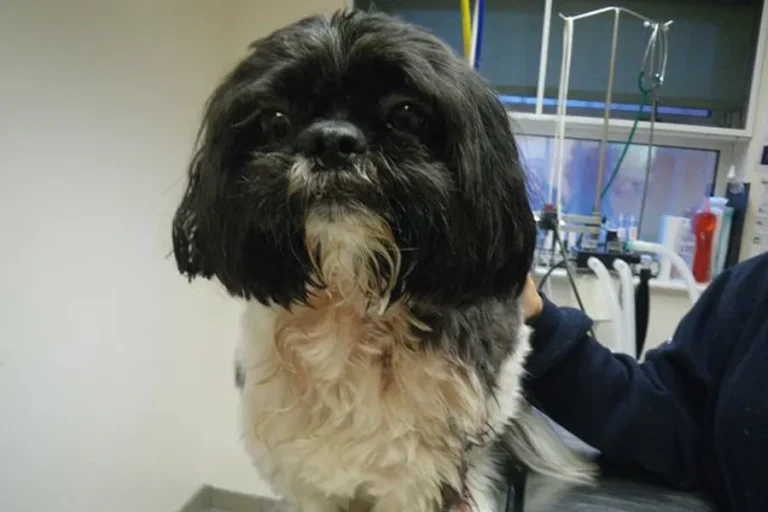 Pet Shih Tzu Is Stabbed In Horrific Knife Attack In Hebburn