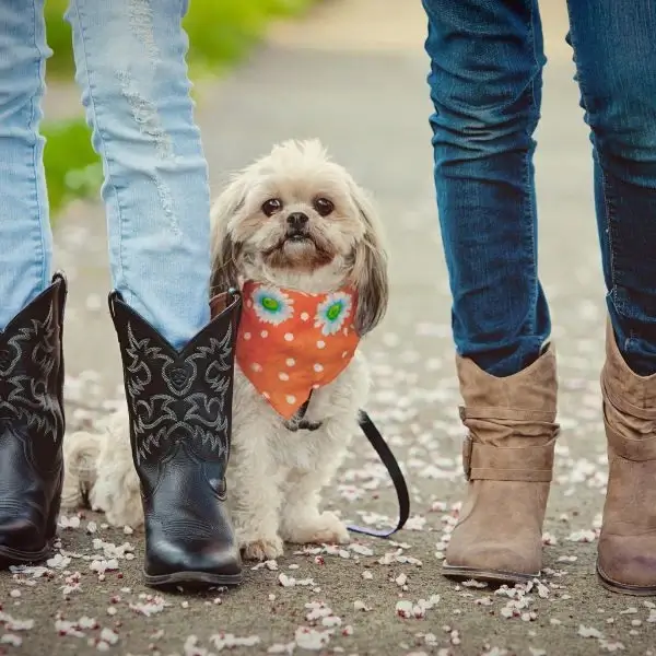 Shih Tzu Family Dog