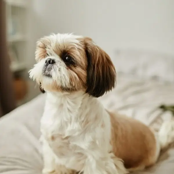 I want a Shih Tzu