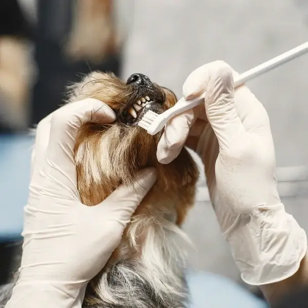 Shih Tzu Dental Care