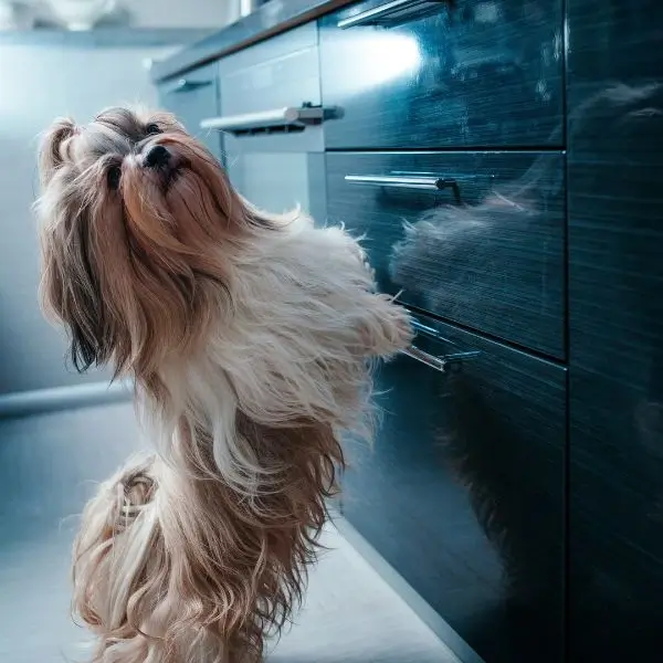 Shih Tzu Diet