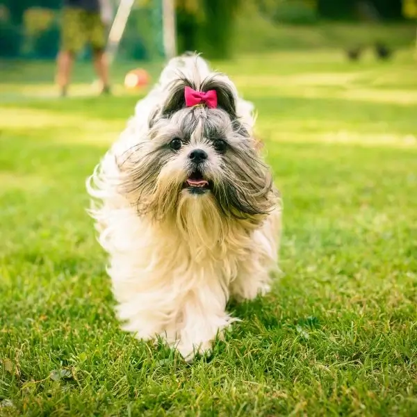 Shih Tzu Energy