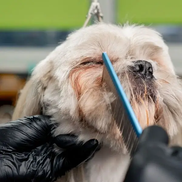 Shih Tzu Eye Care
