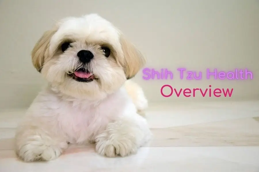 Shih Tzu Health Overview