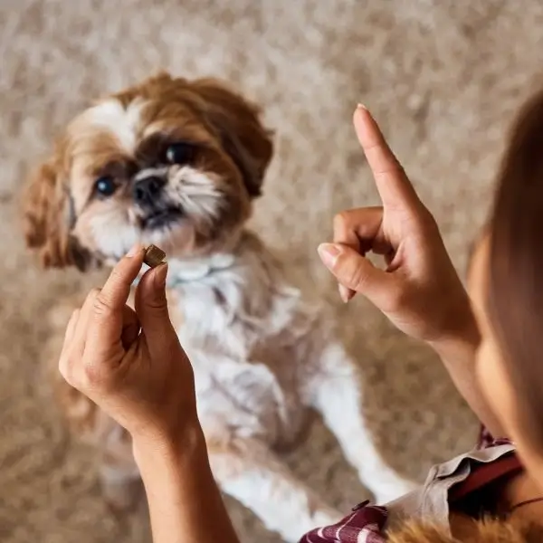 Shih Tzu Kibble