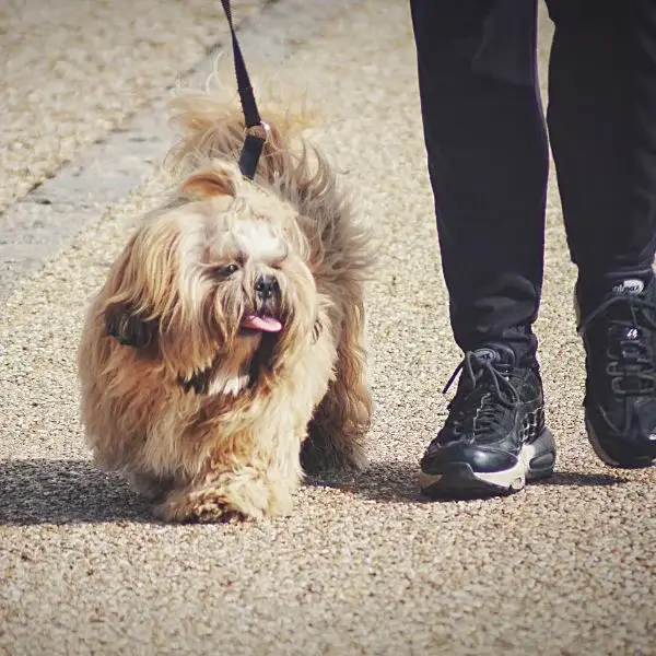 Shih Tzu Obedience
