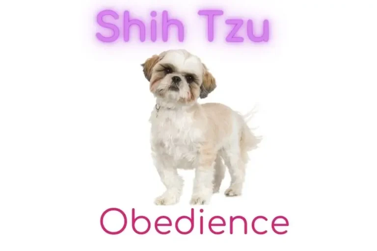 Shih Tzu Obedience