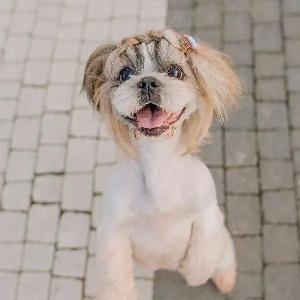 Shih Tzu Obedience