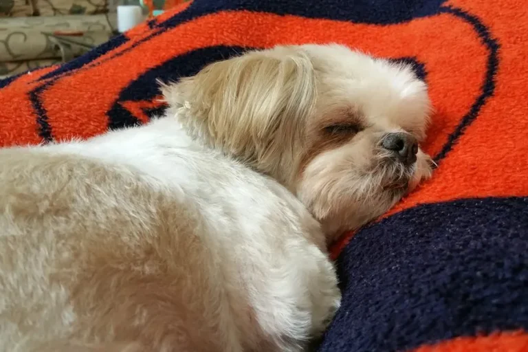 Shih Tzu Scares People Away