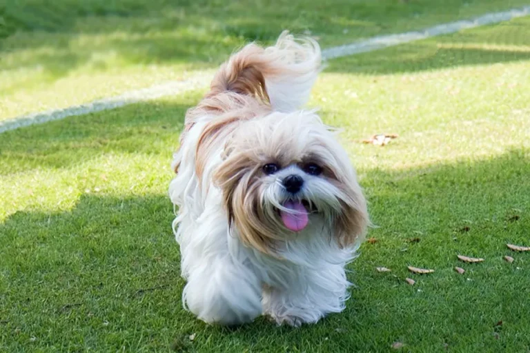 Understanding Shih Tzu Behavior