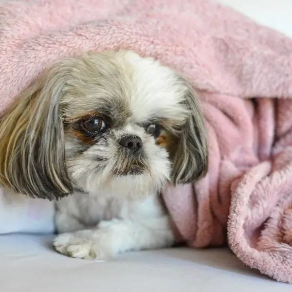 how to take care of a shih tzu