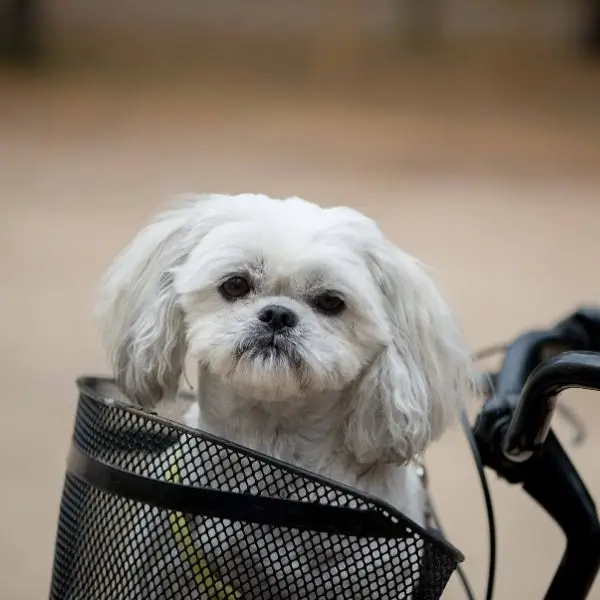 shih tzu puppy care