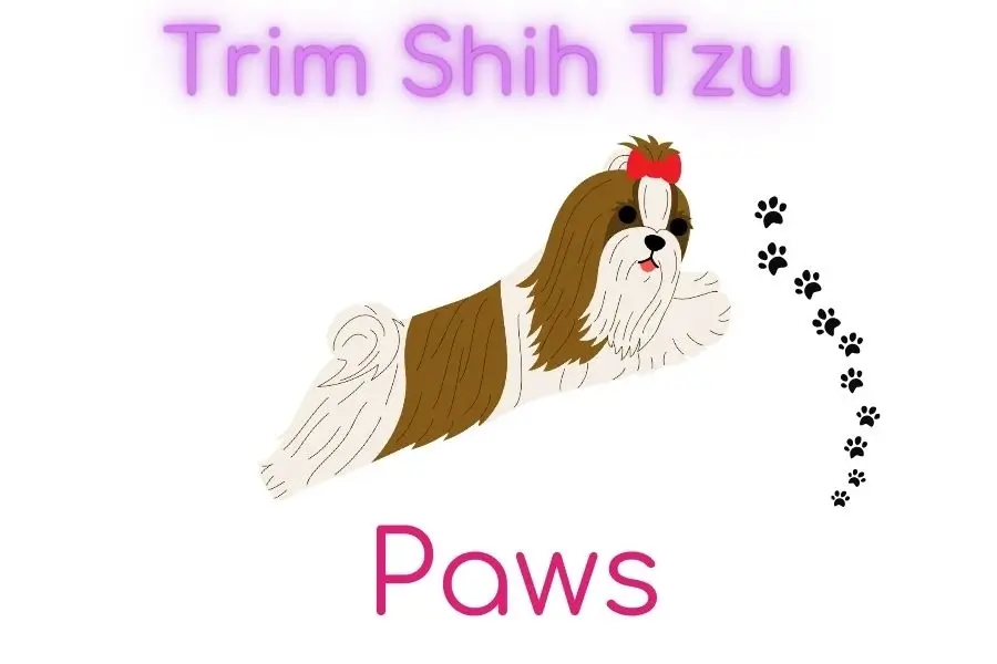 Trim Shih Tzu Paws