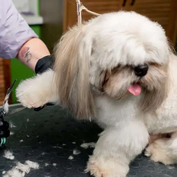 Trim Shih Tzu Paws