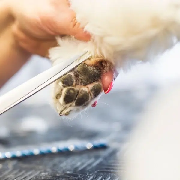 trim dog paws