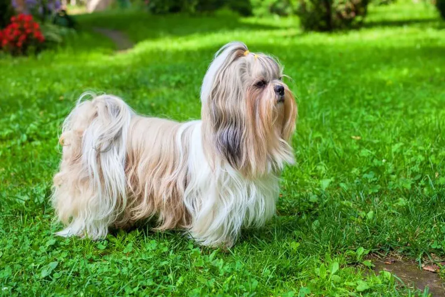 Buying A Shih Tzu – Top Tips