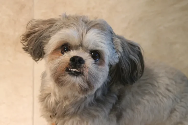 How To Train A Shih Tzu And Rewards