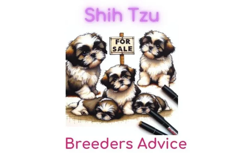 Shih Tzu Breeders