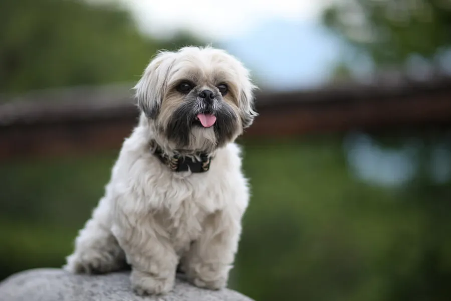 Shih Tzu Essential Supplies