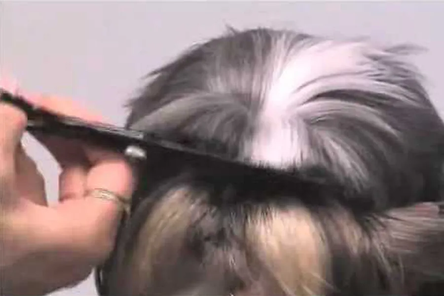 Super Styling Session Shih Tzu Grooming Tips