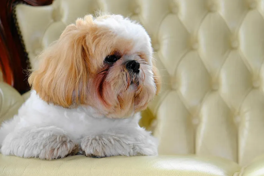 Tips for Adopting A Shih Tzu