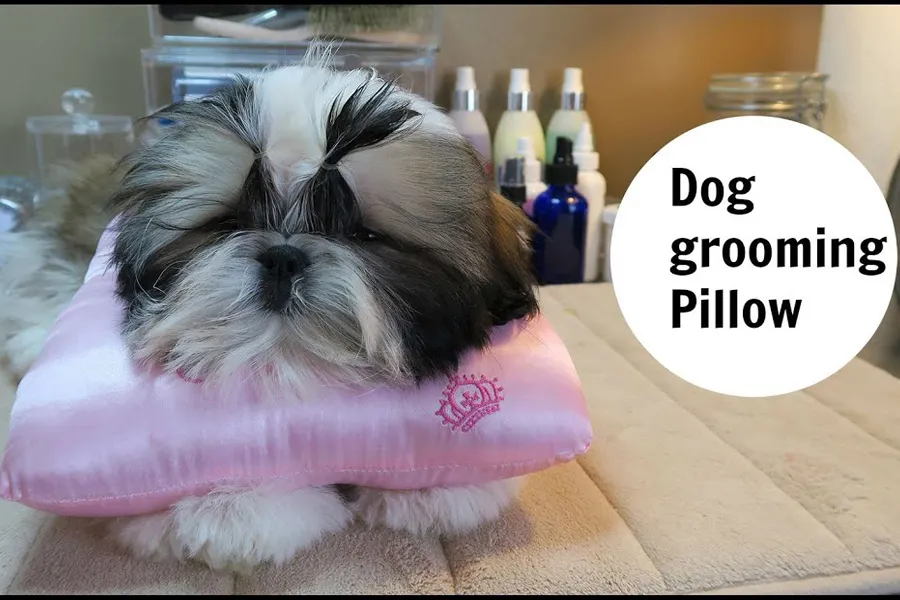 Giving Your Shih Tzu A Top Knot