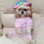 Preparing for Your New Shih Tzu