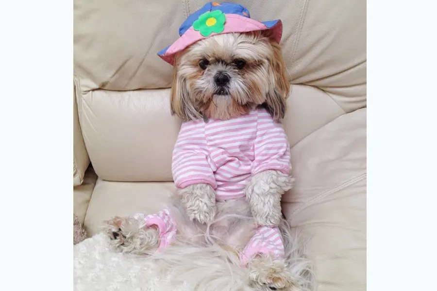Preparing for Your New Shih Tzu