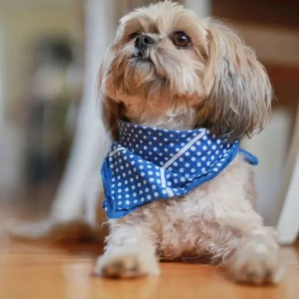 shih tzu characteristics personality