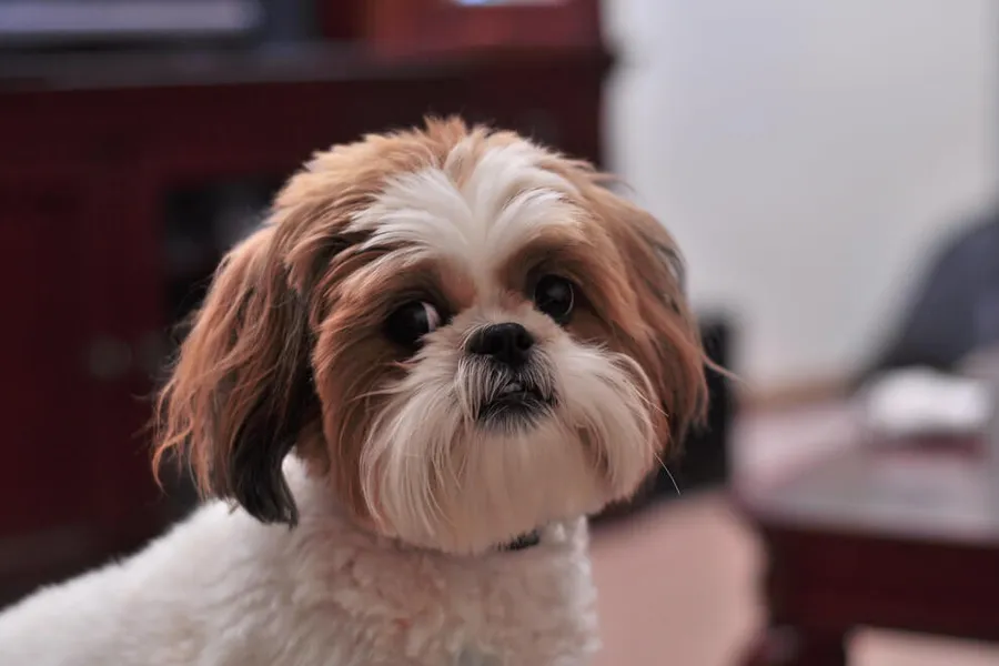 Shih Tzu Barking Tips