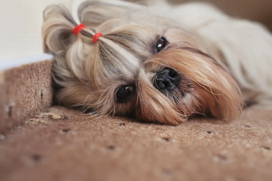 Shih Tzu Obedience Training - Effective Tips