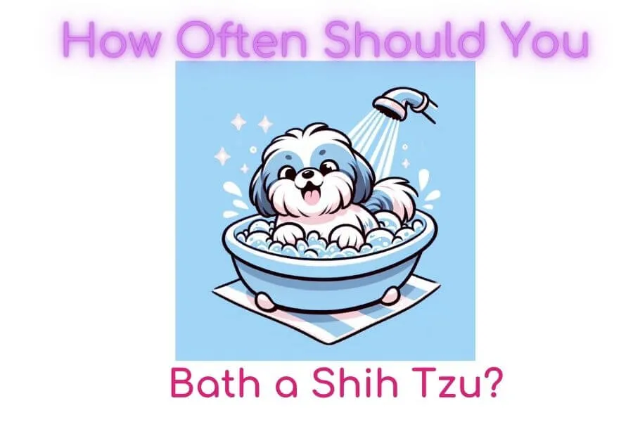How often should you bathe a shih tzu
