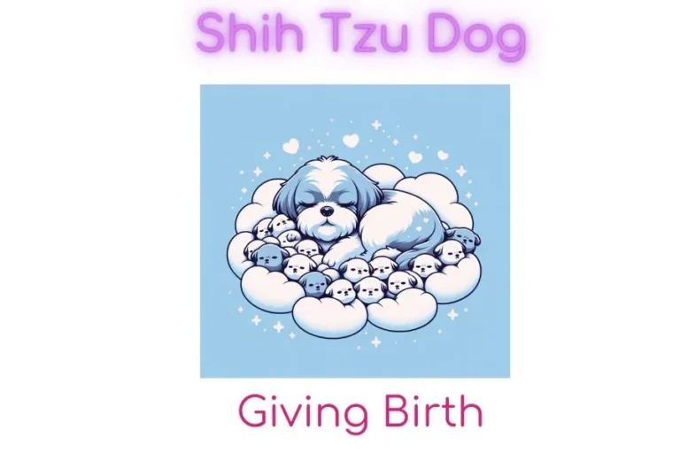 Shih Tzu Dog Giving Birth