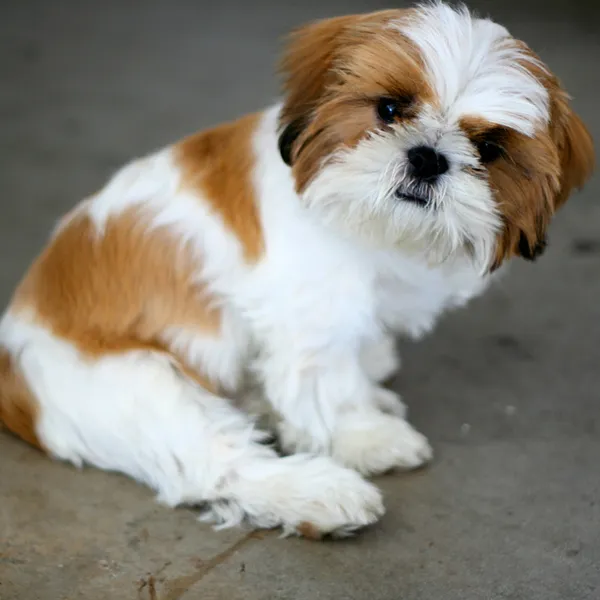 What To Do If I Own An Imperial Shih Tzu Puppies