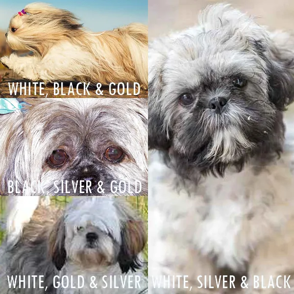 Shih Tzu Coat Colors A Complete Guide Shih Tzu Lovers