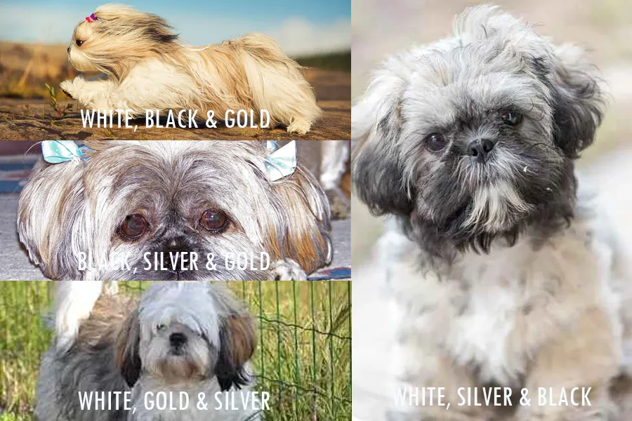 Shih Tzu Coat Colors Shih Tzu Time