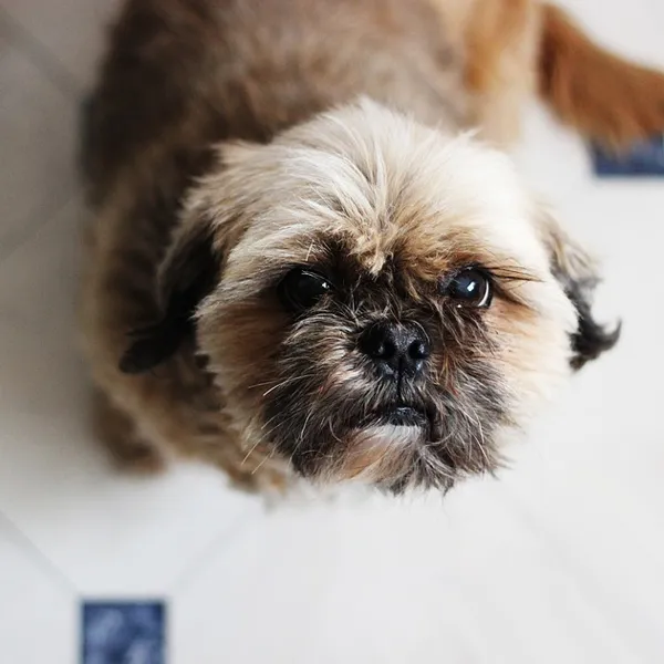 brachycephalic airway syndrome in shih tzu dogs