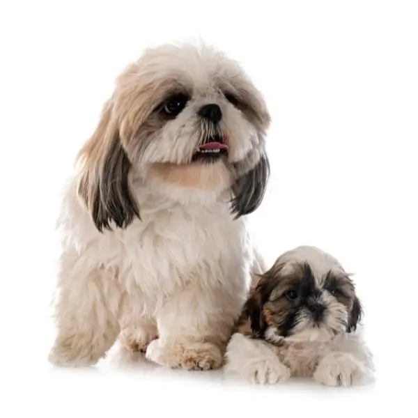 Life span of Shih tzu