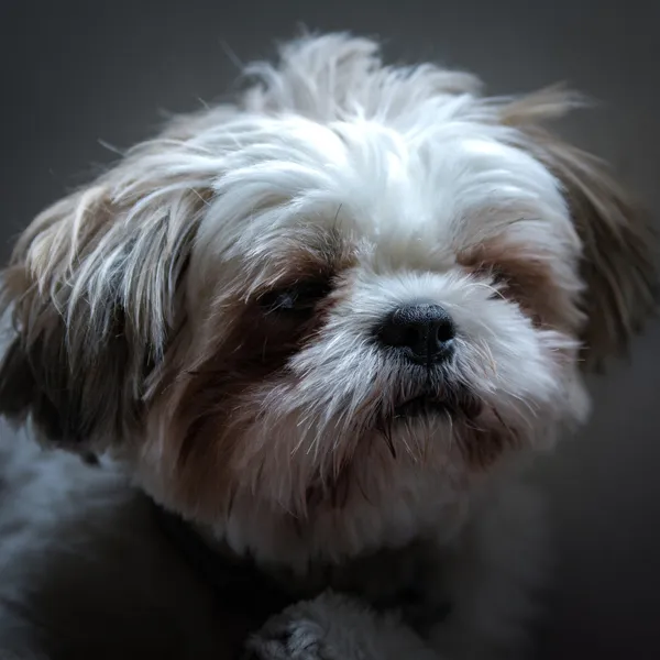 Shih Tzu Buy Relaxing Tablets