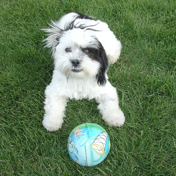 Shih Tzu Puppies Training Redundancy