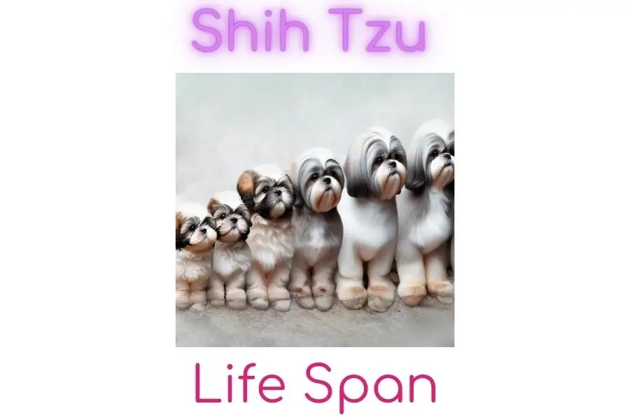 Shih tzu Life Span
