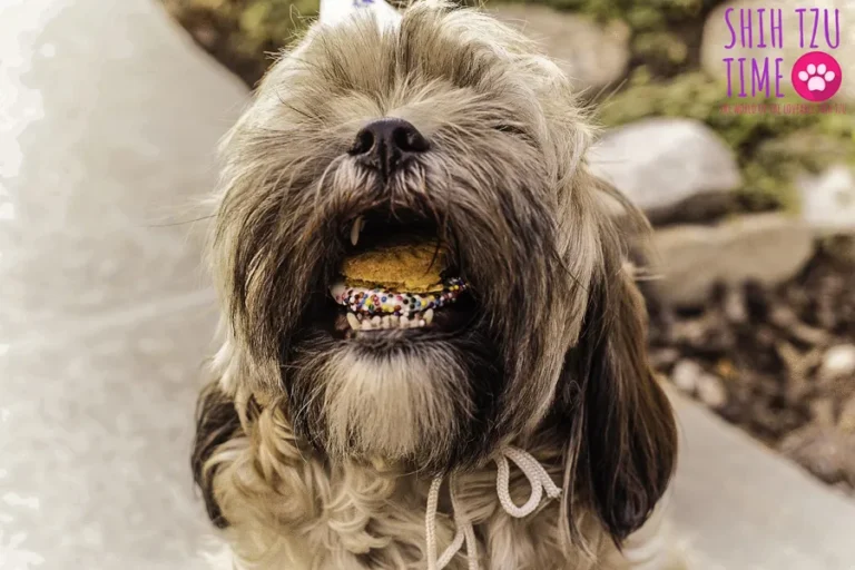 Training Shih Tzu Puppies