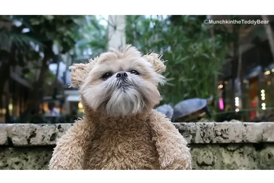A Shih Tzu In Miami
