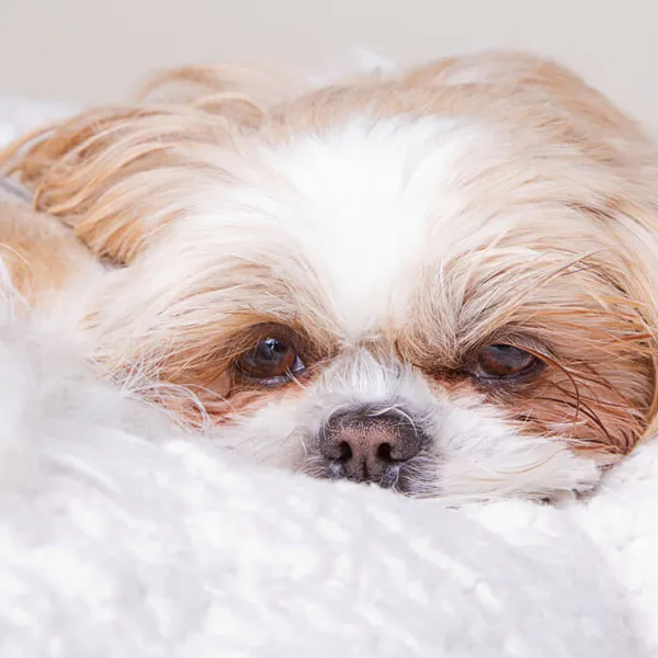 Shih Tzu Seizures Environmental Triggers of Shih Tzu Dog Seizures