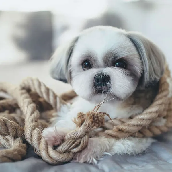 Imperial Shih Tzu – Just Like Other Dogs